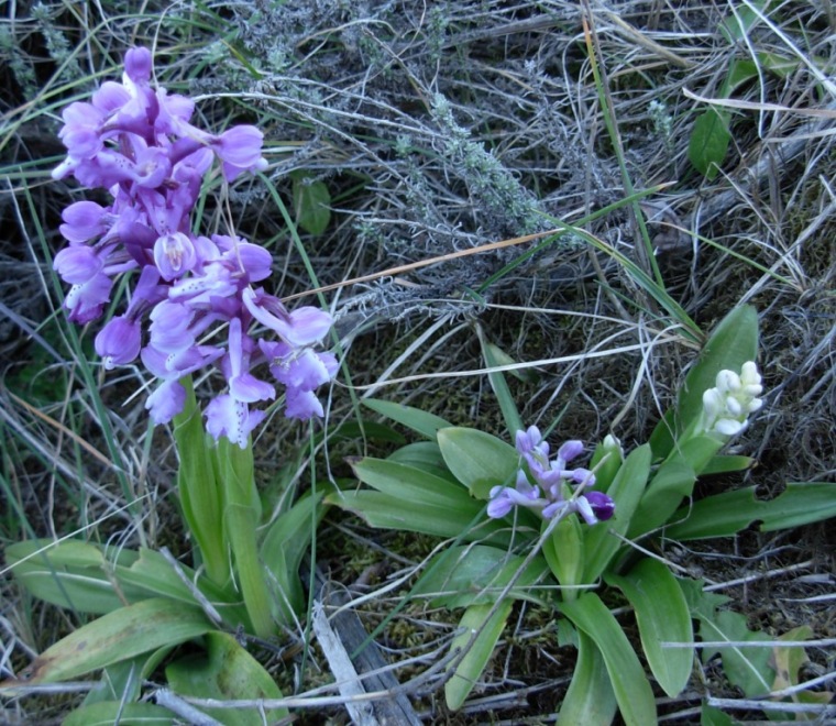 qualche orchidea dalla sardegna