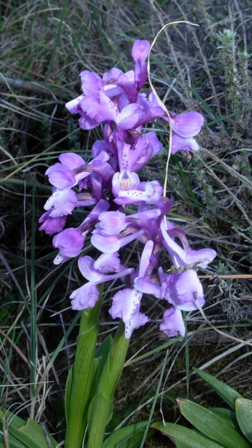 qualche orchidea dalla sardegna