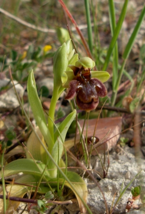 Ophrys speculum ... ed ibrido con O. bombyliflora