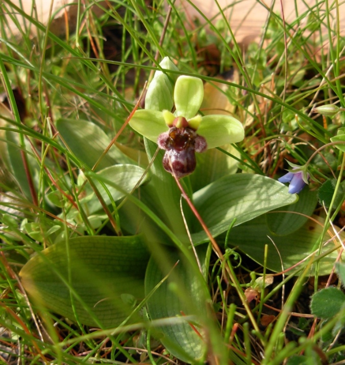 Ophrys speculum ... ed ibrido con O. bombyliflora