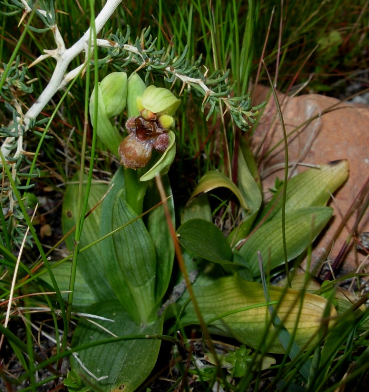 Ophrys speculum ... ed ibrido con O. bombyliflora