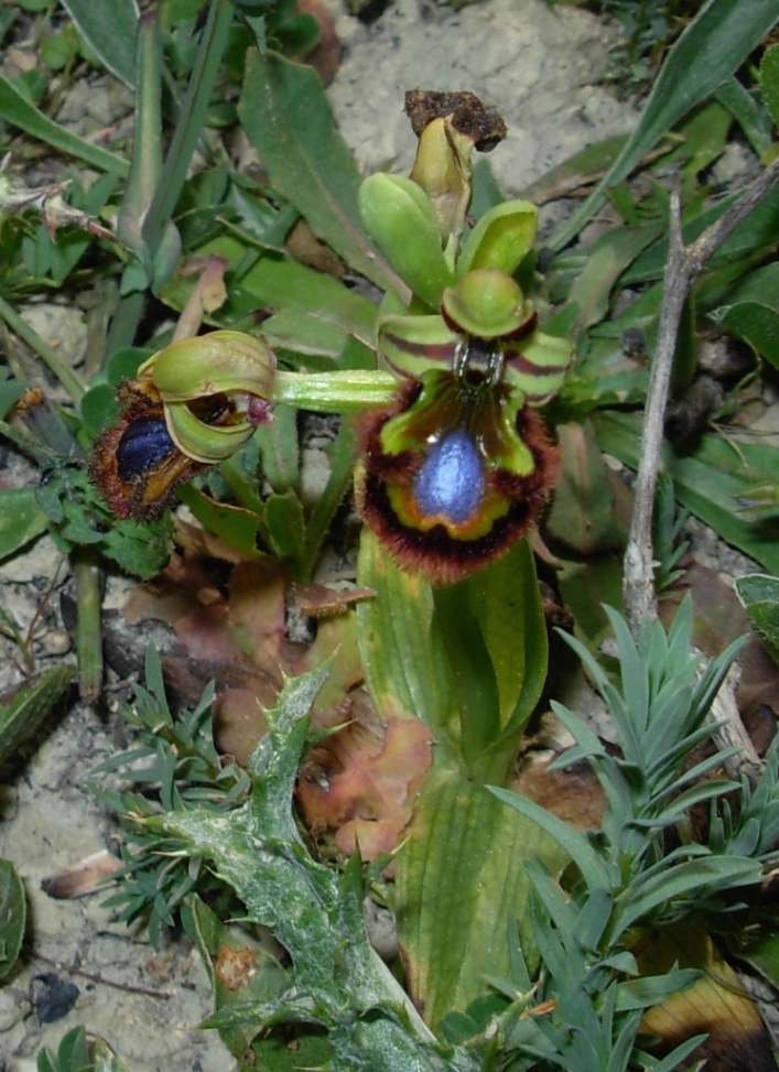 Ophrys speculum ... ed ibrido con O. bombyliflora