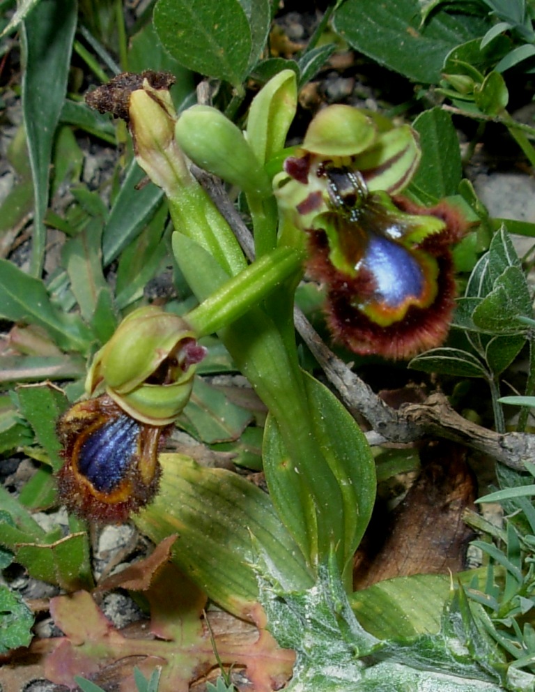 Ophrys speculum ... ed ibrido con O. bombyliflora