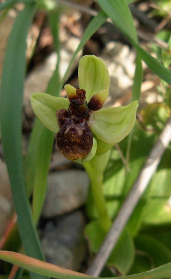 Ophrys speculum ... ed ibrido con O. bombyliflora