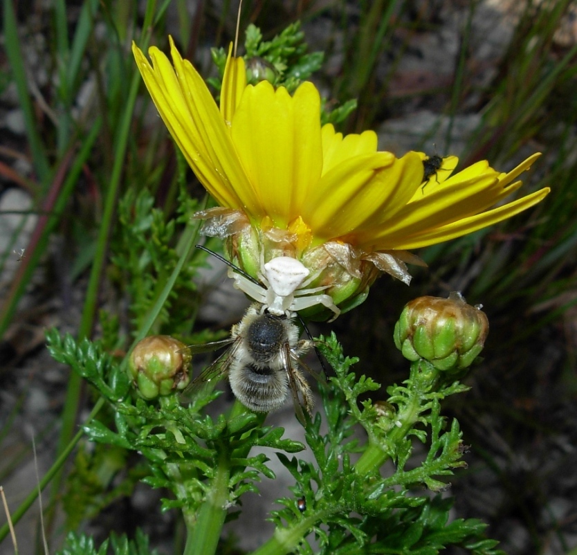 tenace e simpatico: Thomisus onustus