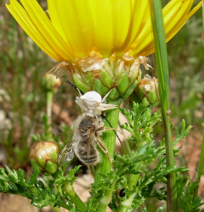 tenace e simpatico: Thomisus onustus