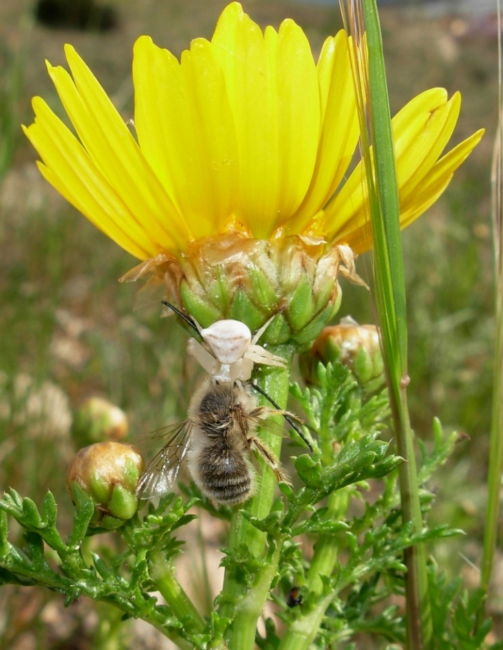 tenace e simpatico: Thomisus onustus