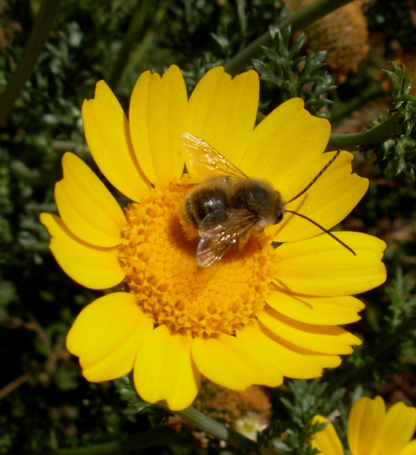 Eucera sp. , Natura Mediterraneo | Forum Naturalistico