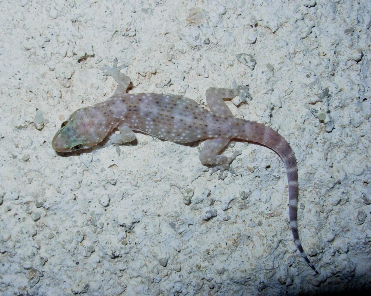 tarentula mauritanica o Phyllodactylus europaeus , Natura Mediterraneo ...