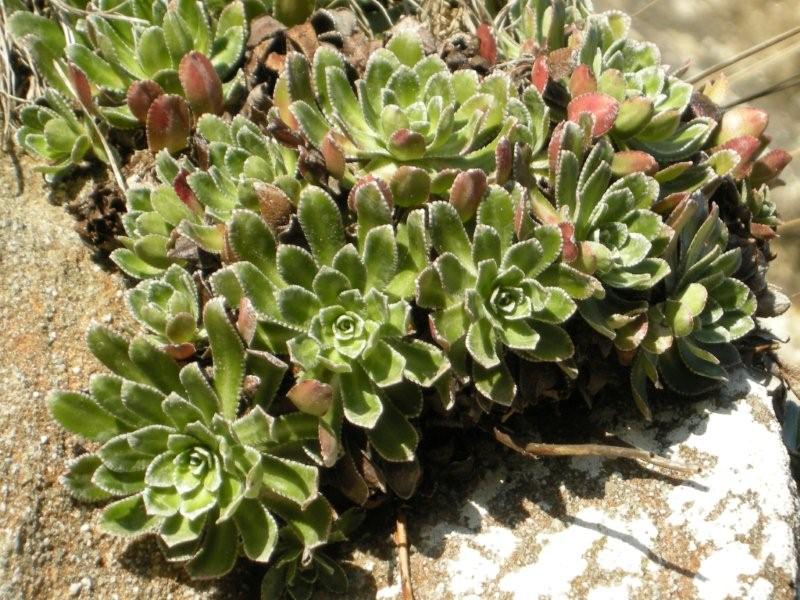 Saxifraga paniculata / sassifraga alpina
