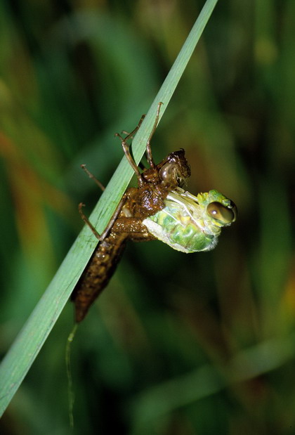 Nascita di una libellula