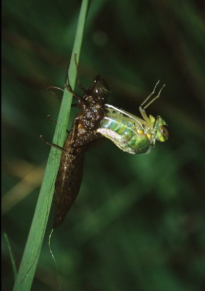 Nascita di una libellula