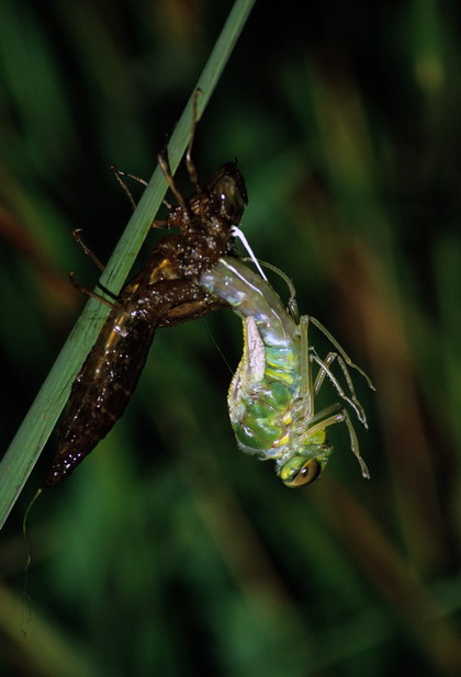 Nascita di una libellula