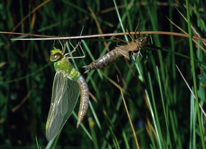 Nascita di una libellula