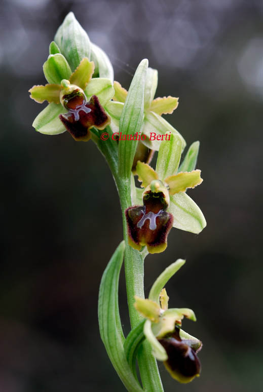 Fioritura precoce di Ophrys sphegodes