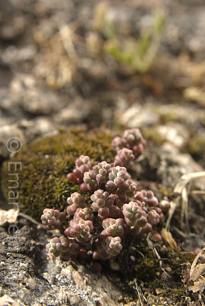Sedum brevifolium / Borracina di Corsica