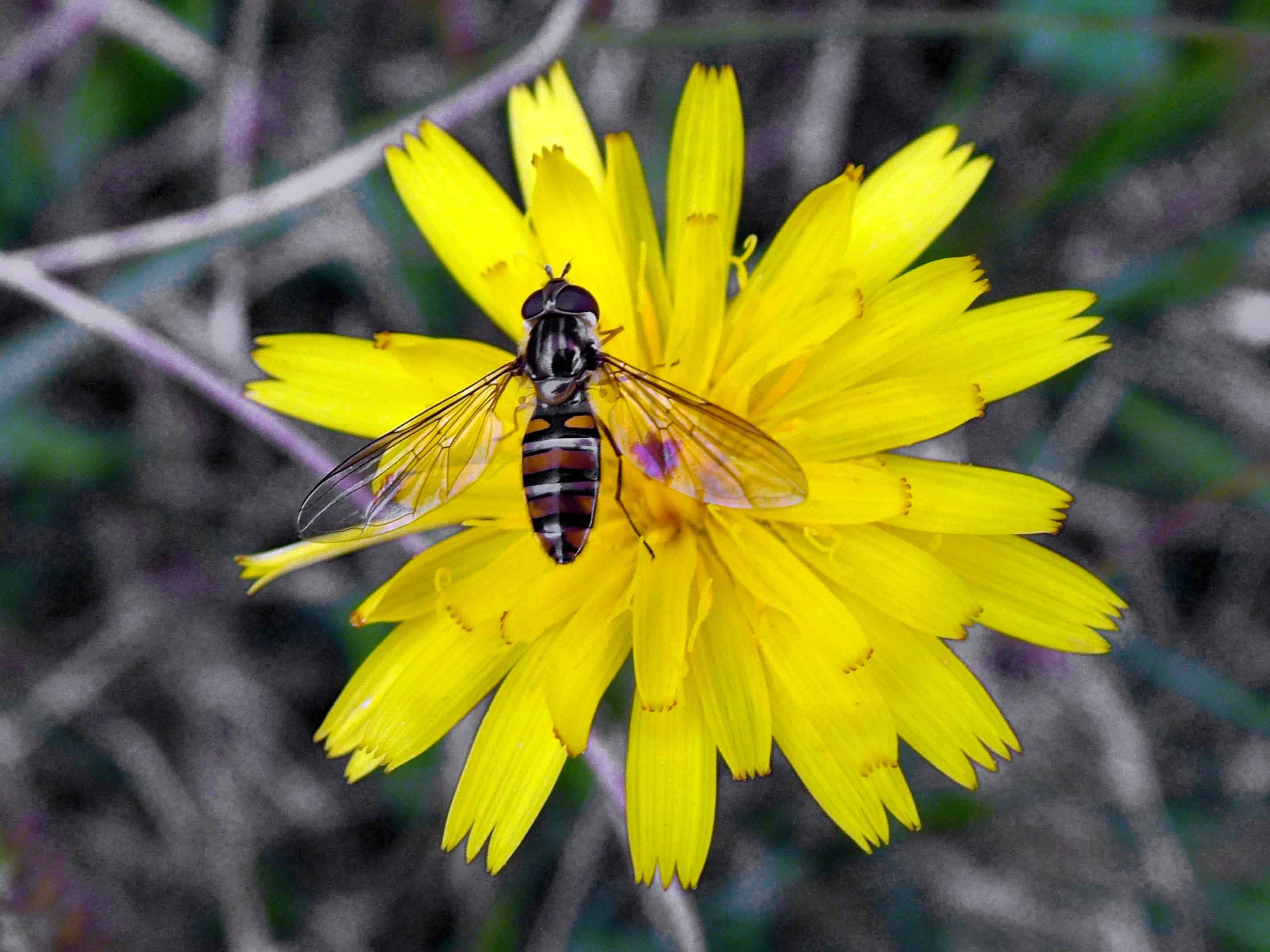 Si pu identificare?: Episyrphus balteatus