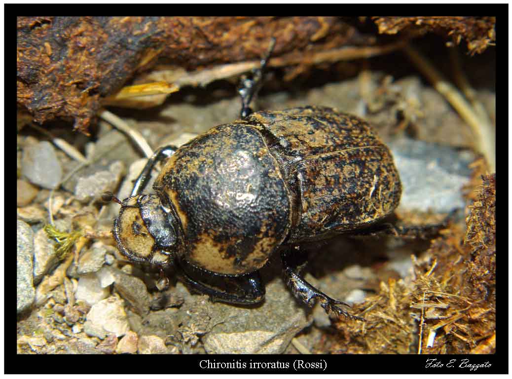 Coprofagia (anche Dociostaurus maroccanus con acari)