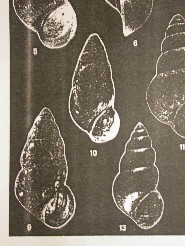 Hydrobiidae de Istrie