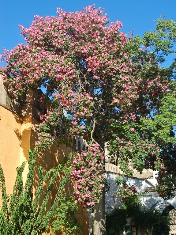 Ceiba speciosa (A.St.-Hil.) Ravenna (Malvaceaea) - Spagna