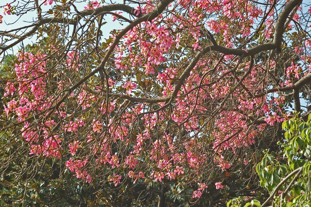 Ceiba speciosa (A.St.-Hil.) Ravenna (Malvaceaea) - Spagna