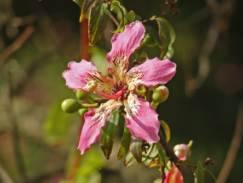 Ceiba speciosa (A.St.-Hil.) Ravenna (Malvaceaea) - Spagna