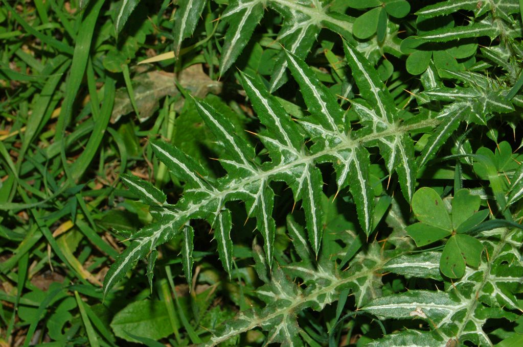 Una foglia spinosa - Galactites tomentosus (=elegans)