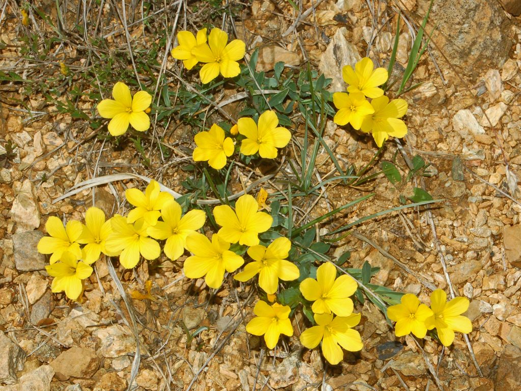 Linum campanulatum / Lino giallo