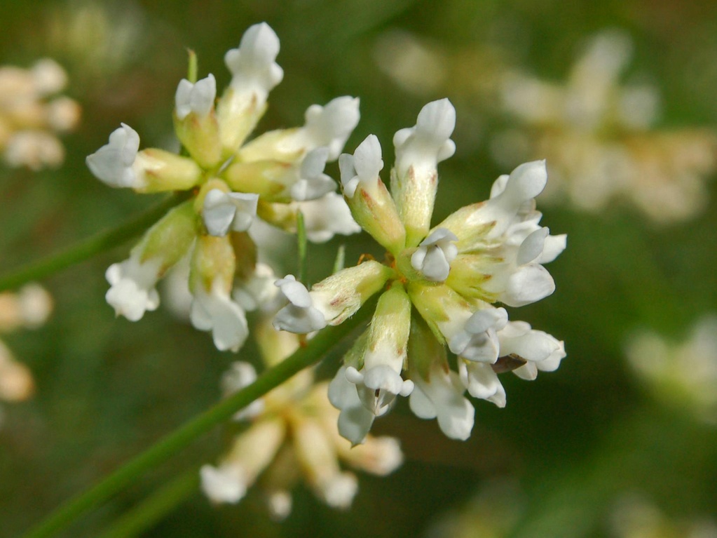 Lotus dorycnium (=Dorycnium pentaphyllum) / Trifoglino legnoso