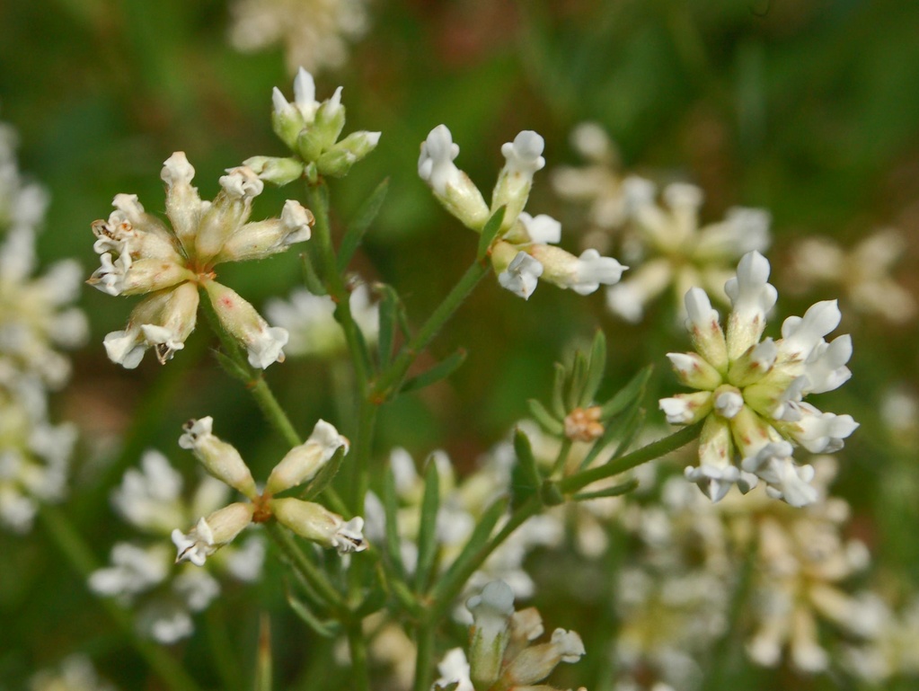 Lotus dorycnium (=Dorycnium pentaphyllum) / Trifoglino legnoso