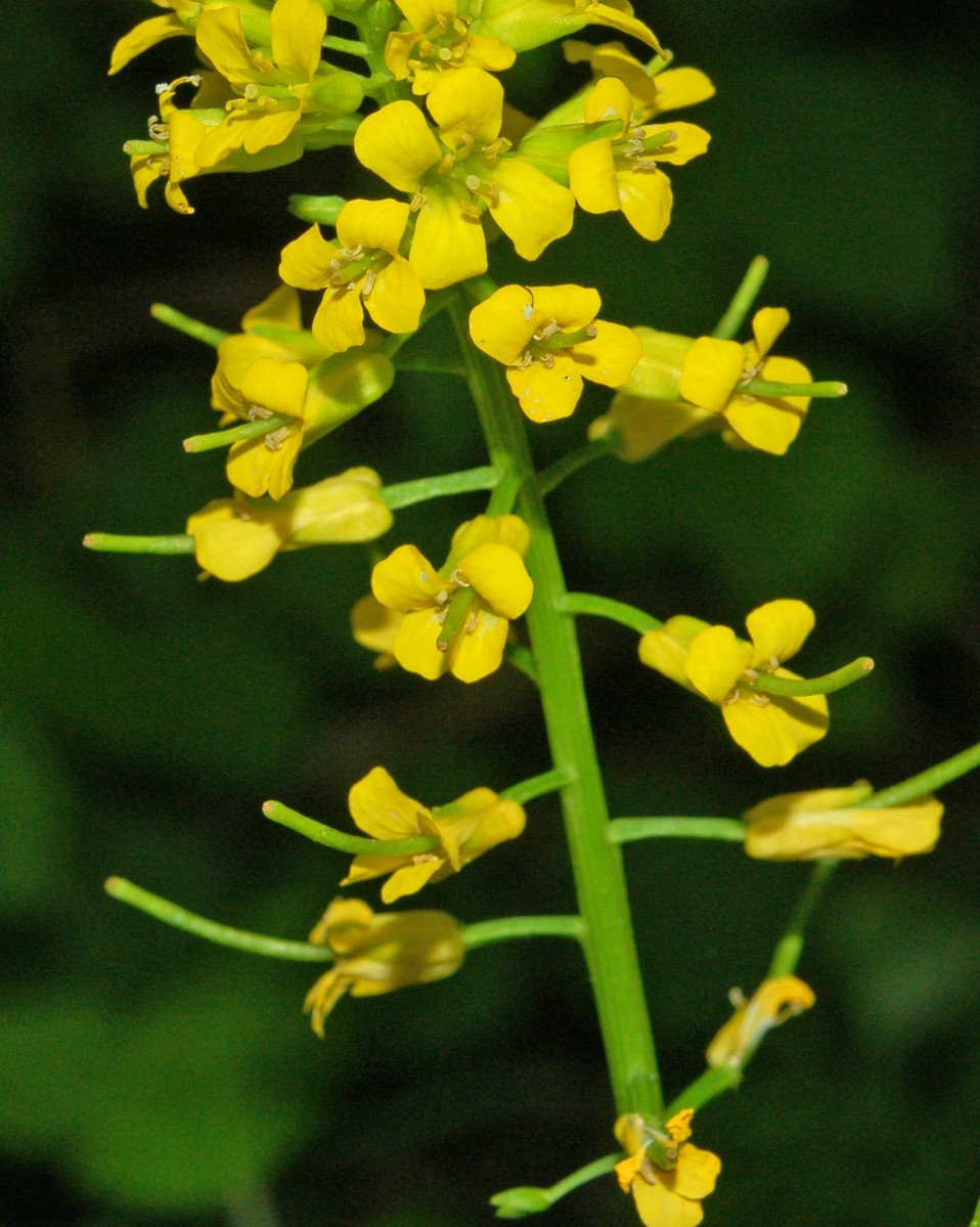 Barbarea vulgaris / Erba di Santa Barbara comune