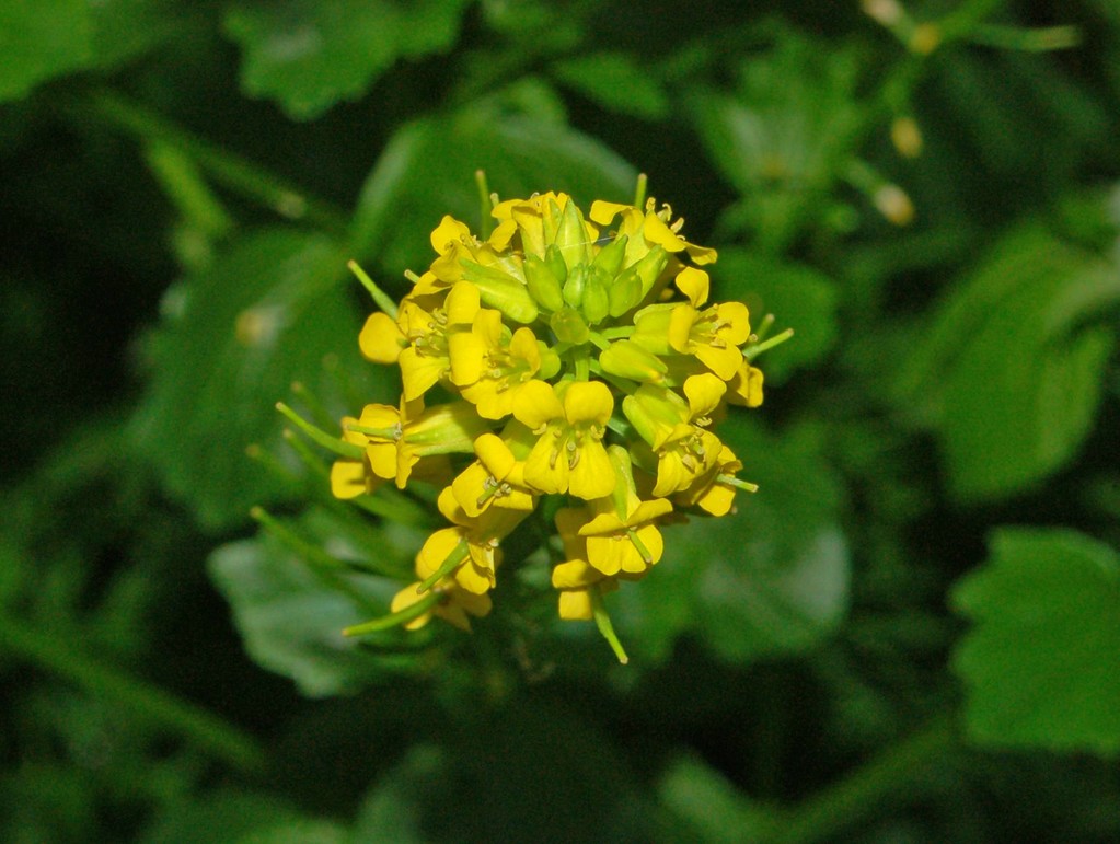 Barbarea vulgaris / Erba di Santa Barbara comune