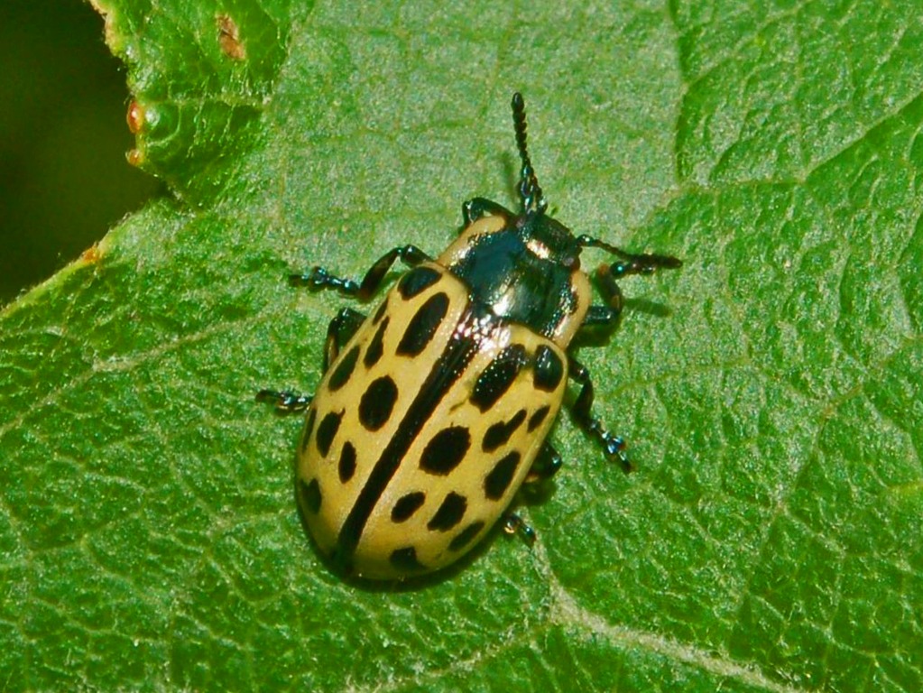 Chrysomela vigintipunctata