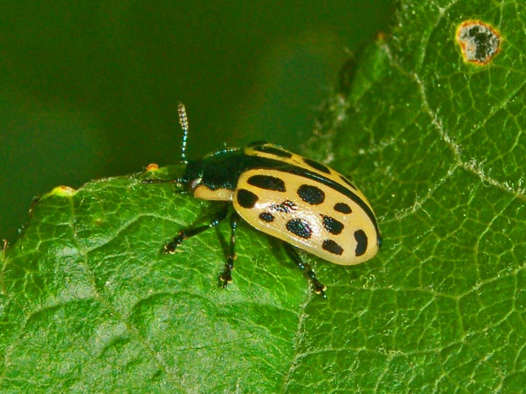 Chrysomela vigintipunctata