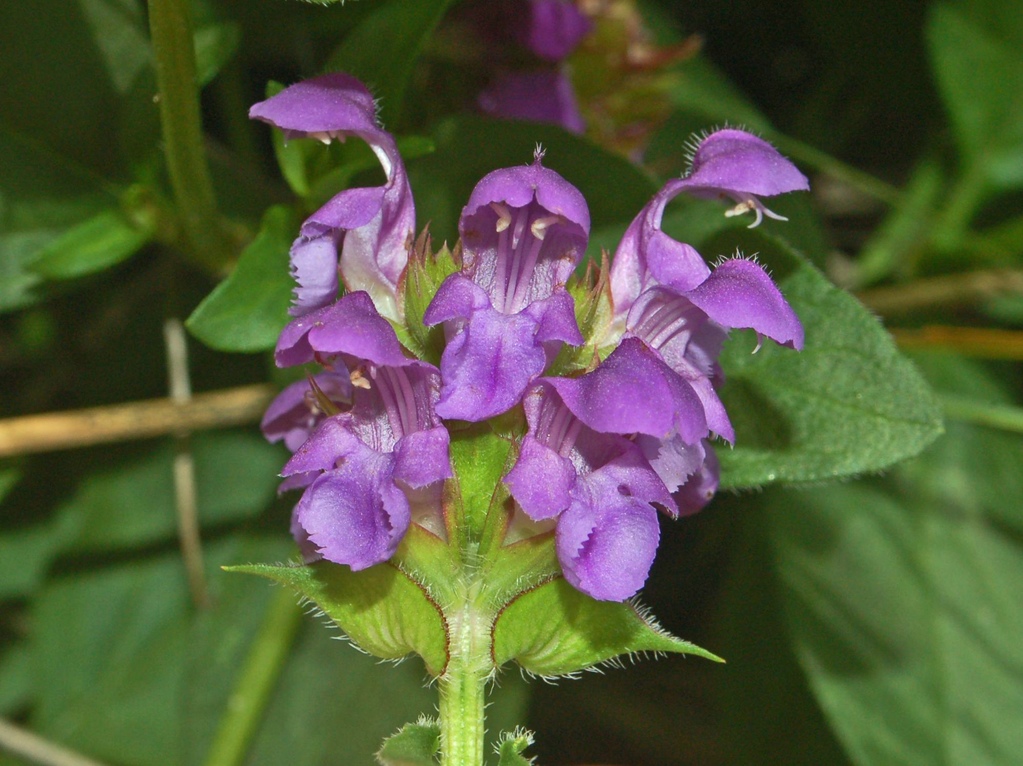 Prunella vulgaris / Prunella comune, brunella, morella