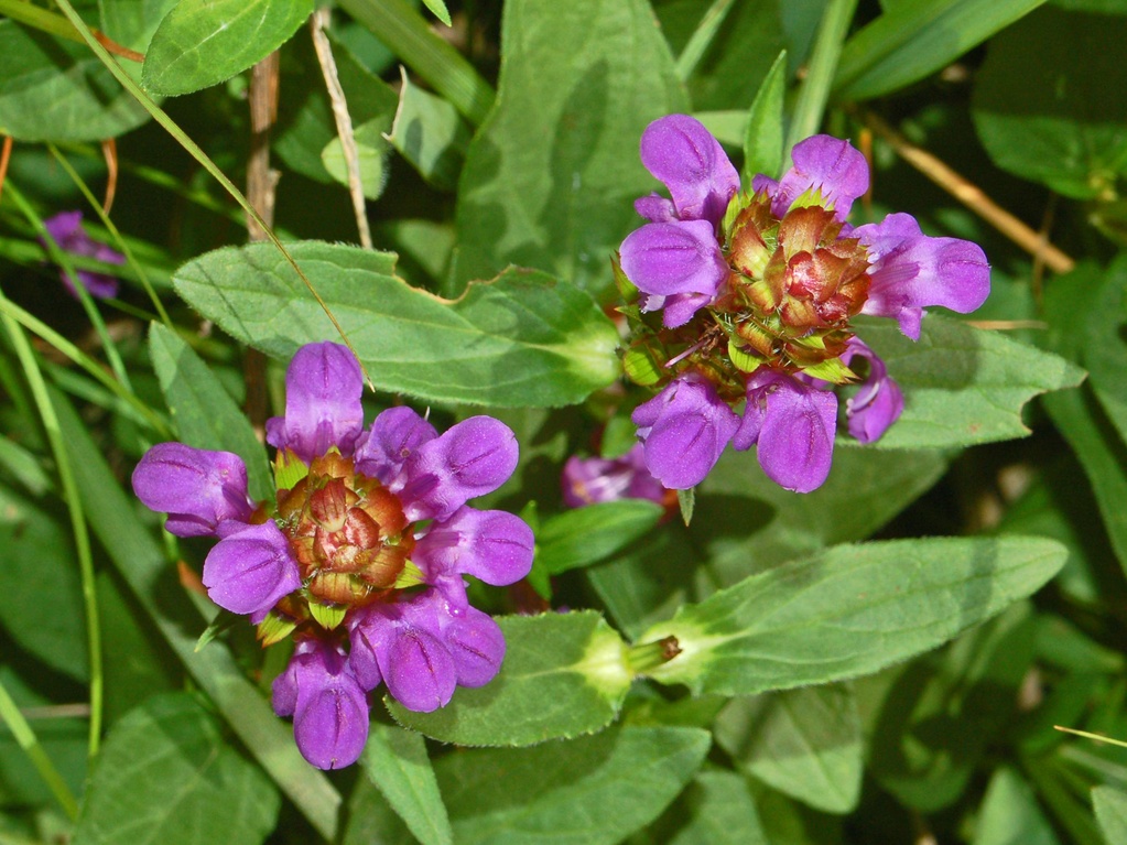 Prunella vulgaris / Prunella comune, brunella, morella