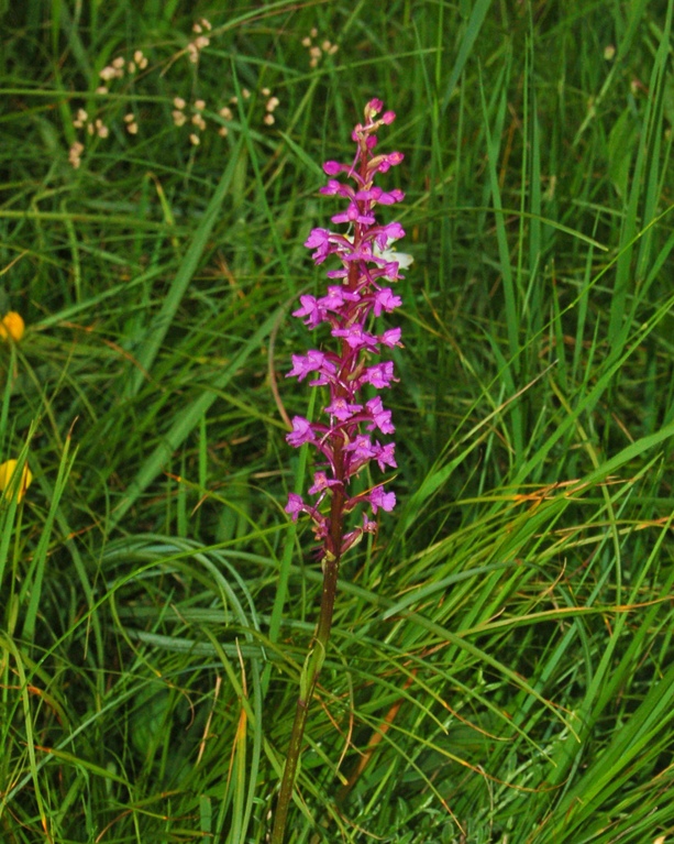 Pianta da determinare - Gymnadenia conopsea