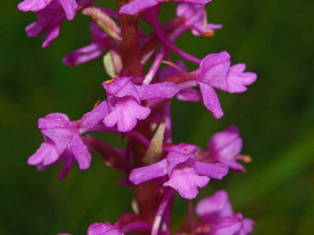 Pianta da determinare - Gymnadenia conopsea