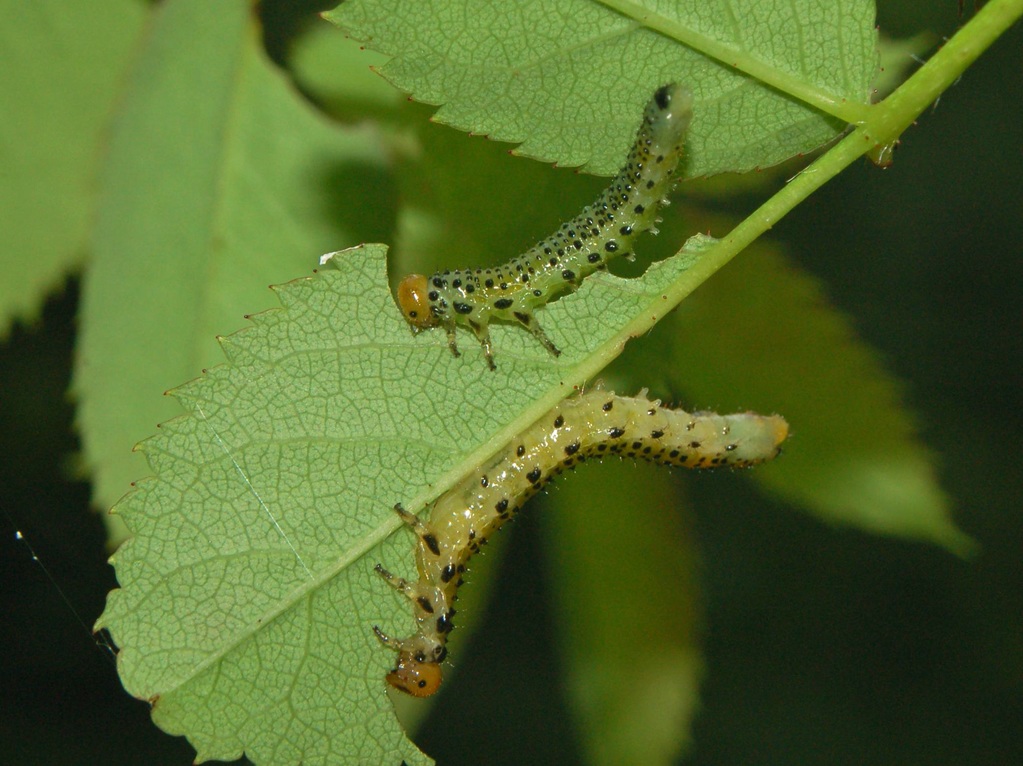 Larve di imenottero (Arge ochropus?)