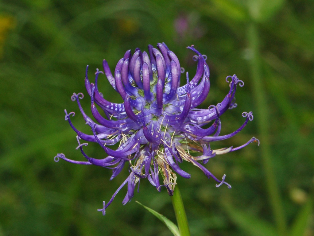 Un bel fiore azzurro - Phyteuma sp.