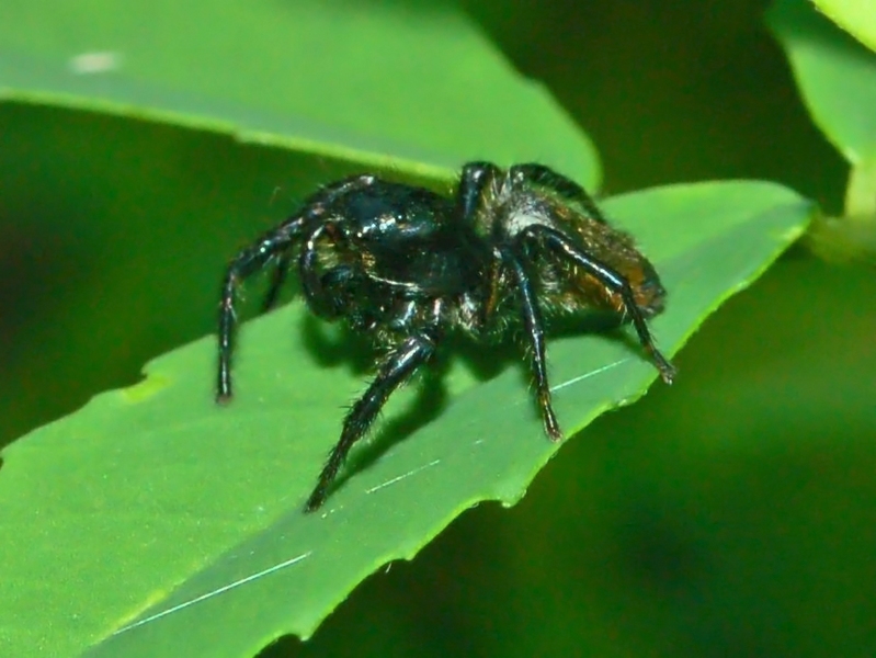 Carrhotus xanthogramma