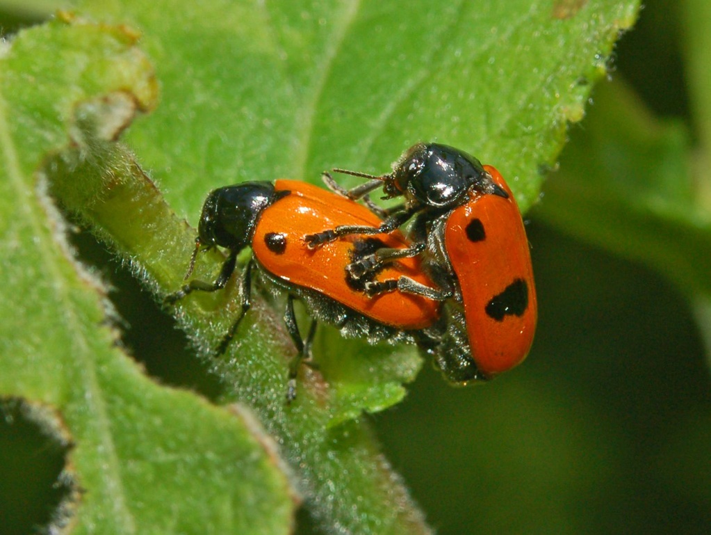 Coleotteri rossi a pois neri - Clytra laeviuscula