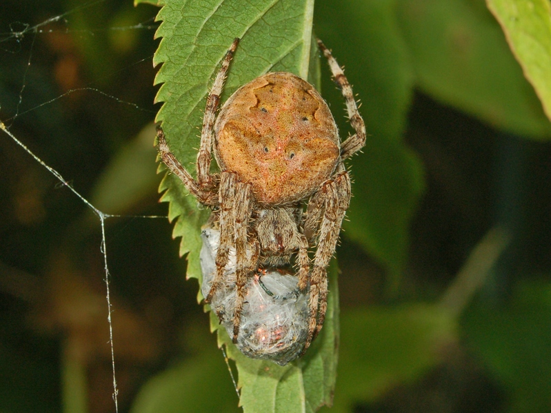 Araneus angulatus e Agalenatea redii
