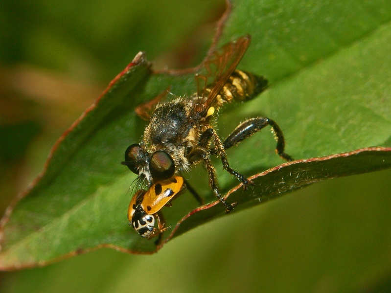 Strano predatore