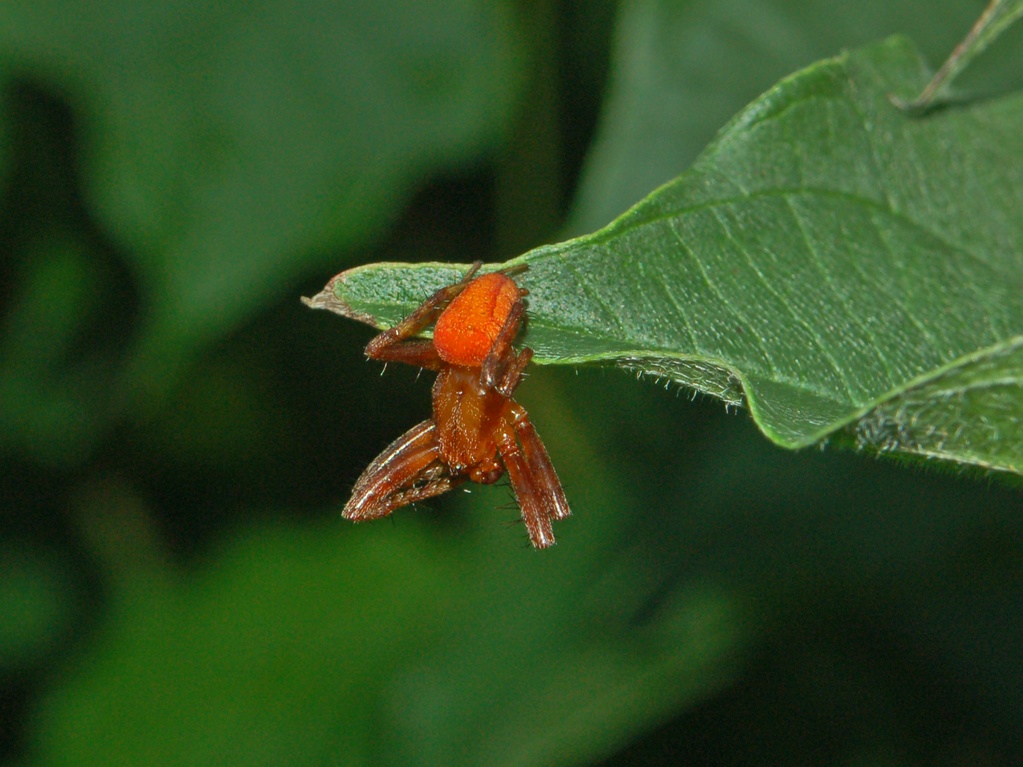 Araneus sp.