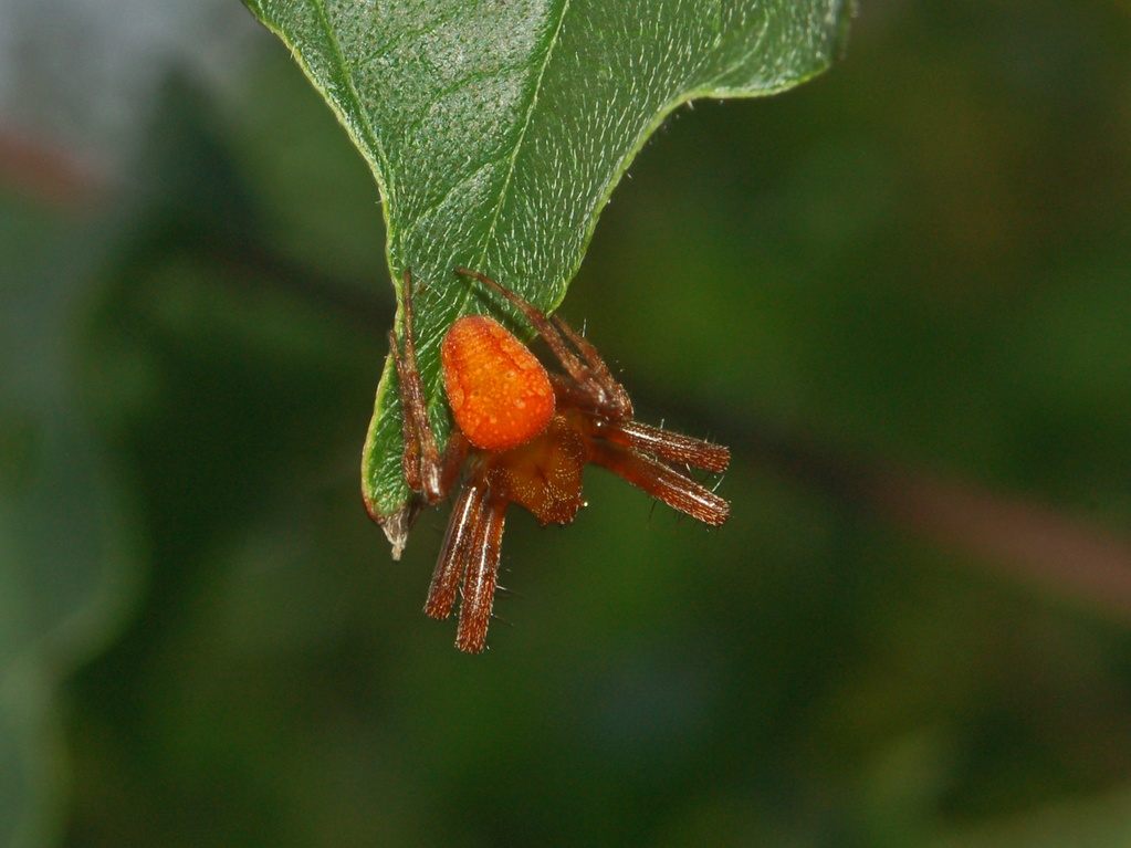 Araneus sp.