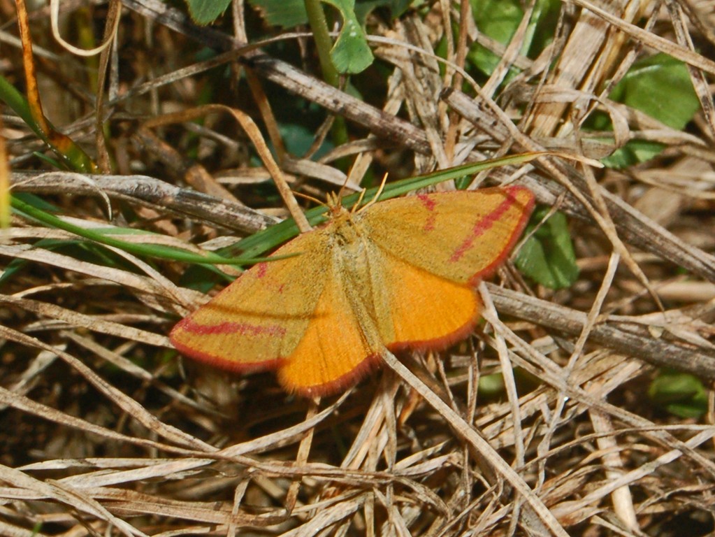 Geometridae sp.