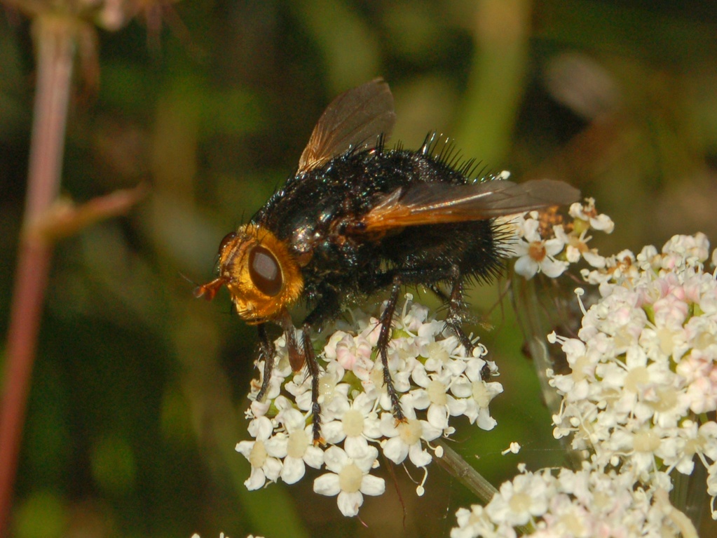 Tachina grossa