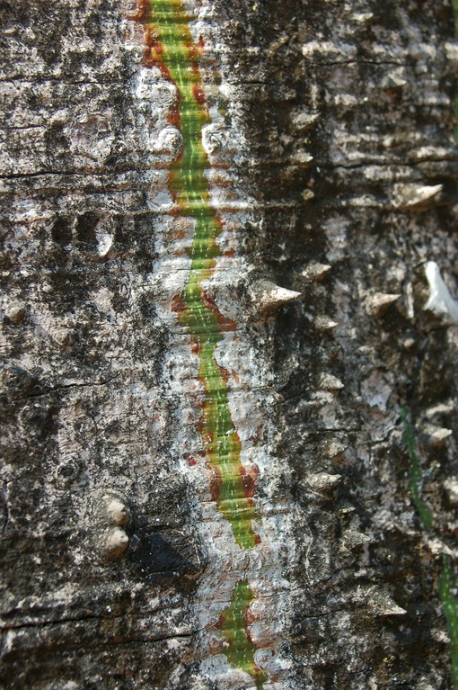 Ceiba speciosa (A.St.-Hil.) Ravenna (Malvaceaea) - Spagna