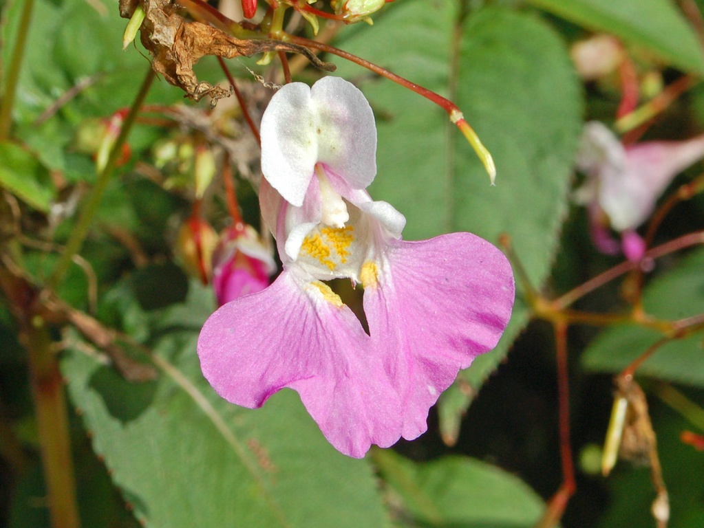 Un fiore impaziente - Impatiens balfouri